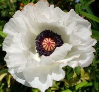 Mohn verkleinert